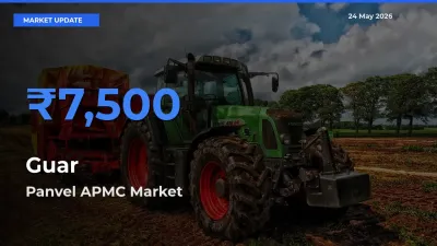 Top Performer! Panvel APMC Offers Best Guar Price Today