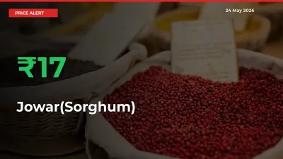 Farmers Cheer as Jowar(Sorghum) Prices Surge 17.23% in Local Mandis