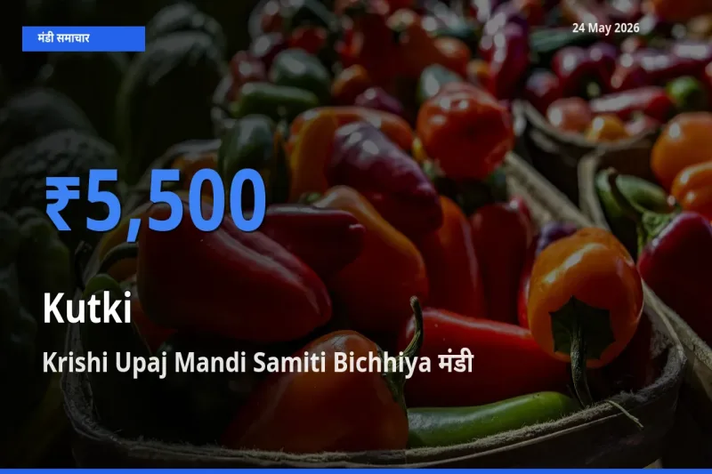 आज का मंडी भाव: कुटकी के सबसे ज़्यादा दाम Krishi Upaj Mandi Samiti Bichhiya में