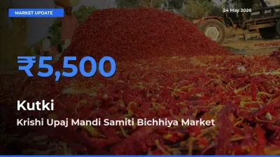 Kutki Mandi Rate Today: Krishi Upaj Mandi Samiti Bichhiya Tops the List