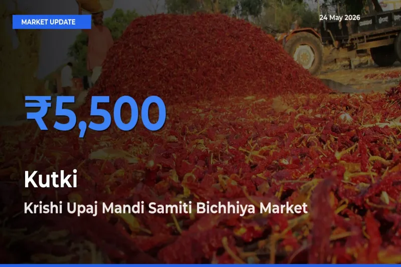 Kutki Mandi Rate Today: Krishi Upaj Mandi Samiti Bichhiya Tops the List
