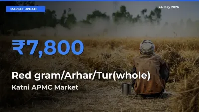 Katni APMC Records Highest ₹7,800 Rate for Red gram/Arhar/Tur(whole)