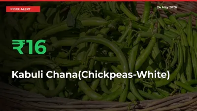 Kabuli Chana(Chickpeas-White) Rises 15.96% at Mandis