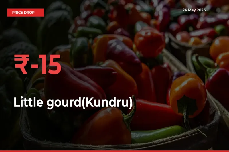Sudden Shock! Little gourd(Kundru) Drops 15.32% in 24 Hours at Top Mandis