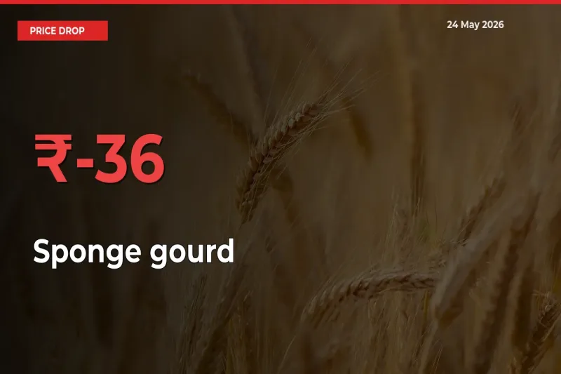 Sponge gourd Mandi Rate Today: Prices Fall 35.61% at Market