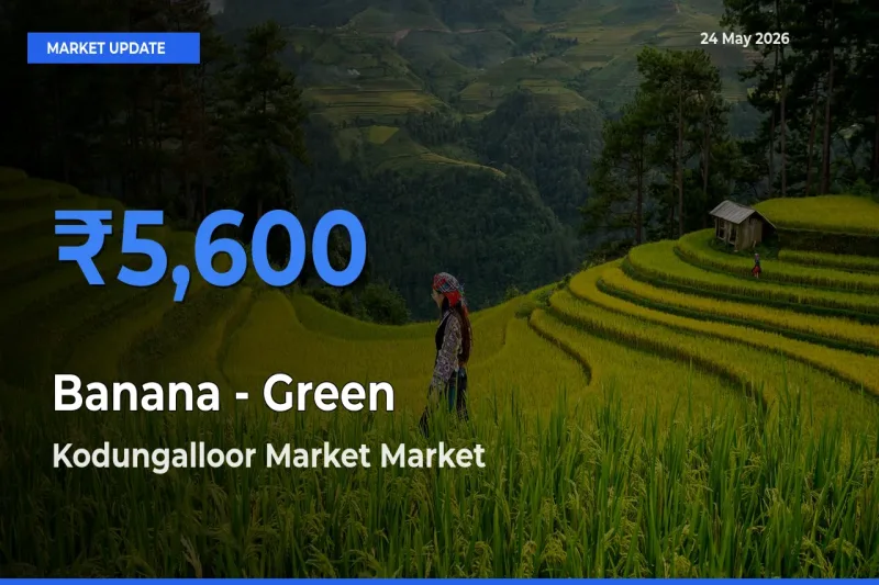 Kodungalloor Market Offers ₹5,600 – Highest Banana - Green Rate Today