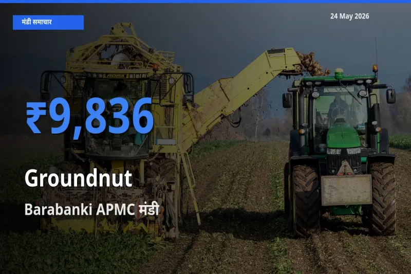 Barabanki APMC में मूंगफली का आज सबसे ऊँचा भाव
