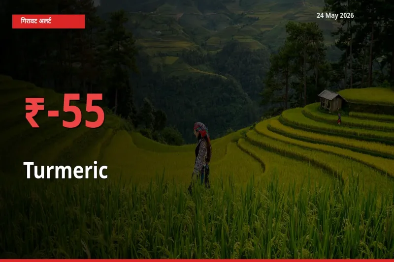 किसानों की चिंता बढ़ी! स्थानीय मंडी में हल्दी 55.12% गिरा
