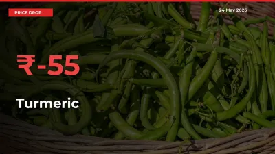 Why Turmeric Prices Fell 55.12% in a Day at Mandis