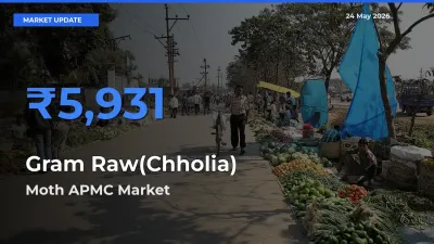 Farmers Prefer Moth APMC as Gram Raw(Chholia) Hits Highest Rate