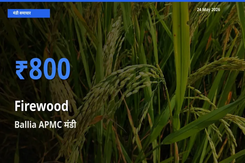 बाज़ार संकेत: Ballia APMC बना जलावन लकड़ी के लिए आज की टॉप मंडी