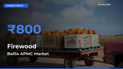 Ballia APMC Records Highest ₹800 Rate for Firewood