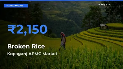 Kopaganj APMC Offers ₹2,150 – Highest Broken Rice Rate Today