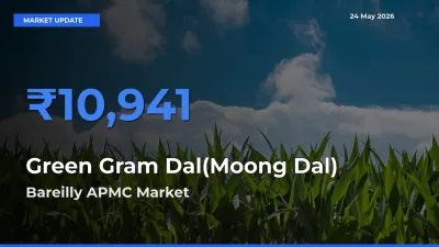 Green Gram Dal(Moong Dal) Mandi Rate Today: Bareilly APMC Tops the List