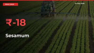 Sharp Fall! Sesamum Prices Plunge 18.1% in a Day at Key Mandis