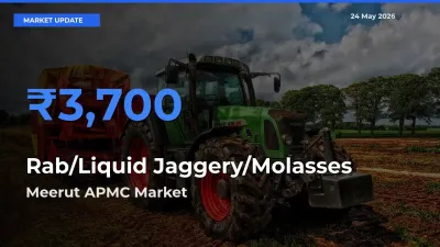 Meerut APMC Emerges as Top Mandi for Rab/Liquid Jaggery/Molasses Prices Today