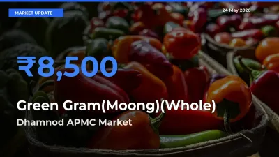 Dhamnod APMC Records Highest ₹8,500 Rate for Green Gram(Moong)(Whole)