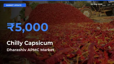 Dharashiv APMC Offers ₹5,000 – Highest Chilly Capsicum Rate Today