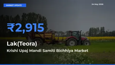Krishi Upaj Mandi Samiti Bichhiya Records Highest ₹2,915 Rate for Lak(Teora)