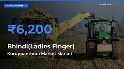 Kuruppanthura Market Tops Bhindi(Ladies Finger) Rates – May 24 Market Update