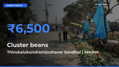 Farmers Prefer Thirukalukundram(Uzhavar Sandhai ) as Cluster beans Hits Highest Rate