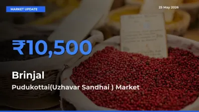 Brinjal Mandi Rate Today: Pudukottai(Uzhavar Sandhai ) Tops the List
