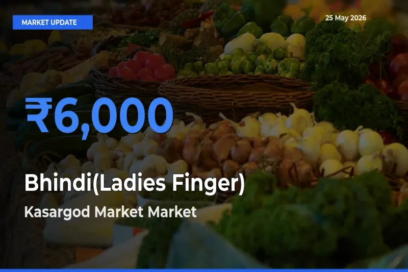 Kasargod Market Offers ₹6,000 – Highest Bhindi(Ladies Finger) Rate Today