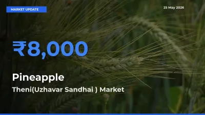 Top Performer! Theni(Uzhavar Sandhai ) Offers Best Pineapple Price Today