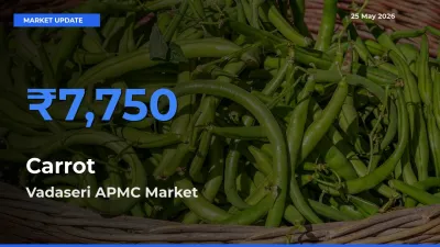 Vadaseri APMC Tops Carrot Rates – May 25 Market Update