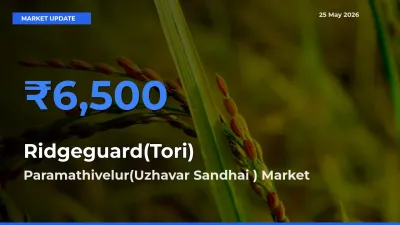 Paramathivelur(Uzhavar Sandhai ) Tops Ridgeguard(Tori) Mandi Rates Today