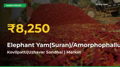 Fresh Record! Elephant Yam(Suran)/Amorphophallus Price Climbs to New High in Kovilpatti(Uzhavar Sandhai )