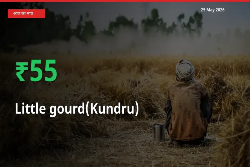 तेज़ तेजी! मंडी में कुंदरू (टिंडा तोरई) के दाम 54.61% चढ़े