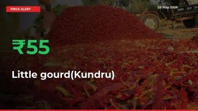 This Mandi Records 54.61% Jump in Little gourd(Kundru) Prices
