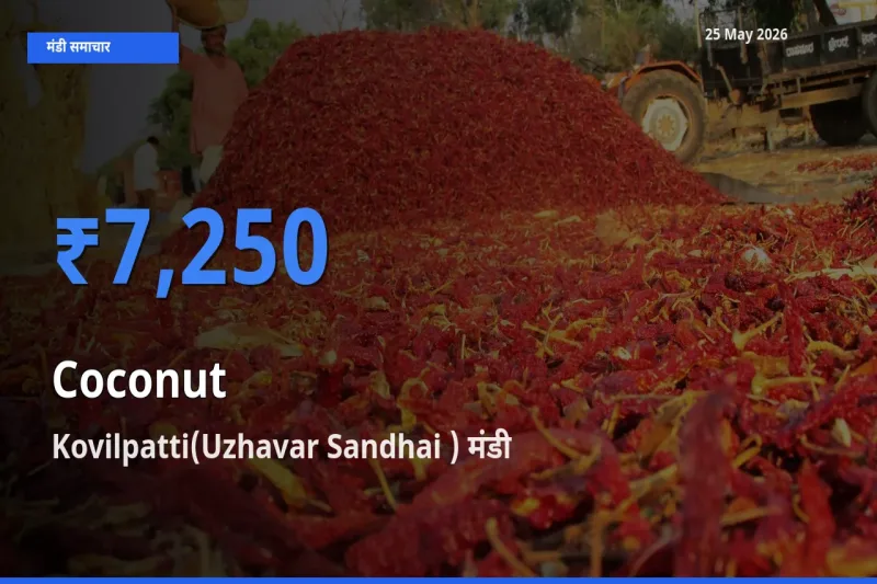 Kovilpatti(Uzhavar Sandhai ) मंडी में नारियल ₹7,250 पर पहुँचा – आज का सर्वोच्च भाव
