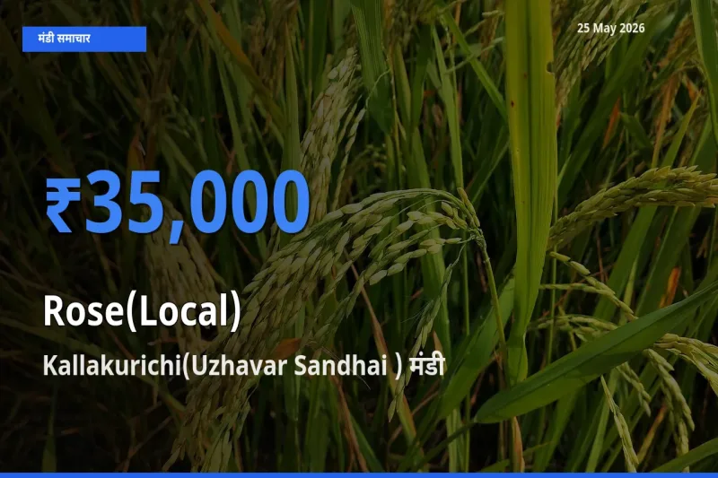 आज गुलाब(स्थानीय) के सबसे ज़्यादा दाम Kallakurichi(Uzhavar Sandhai ) मंडी में दर्ज