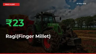 Why Ragi(Finger Millet) Prices Rose 22.72% in a Day at Mandis