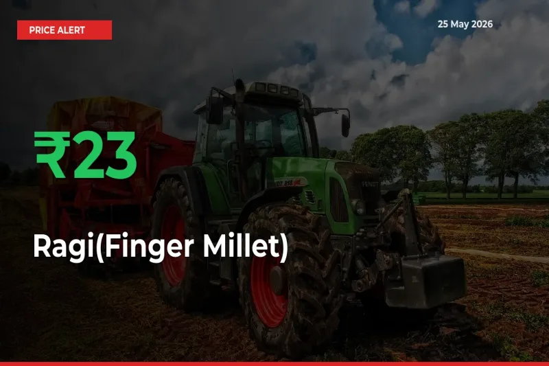 Why Ragi(Finger Millet) Prices Rose 22.72% in a Day at Mandis