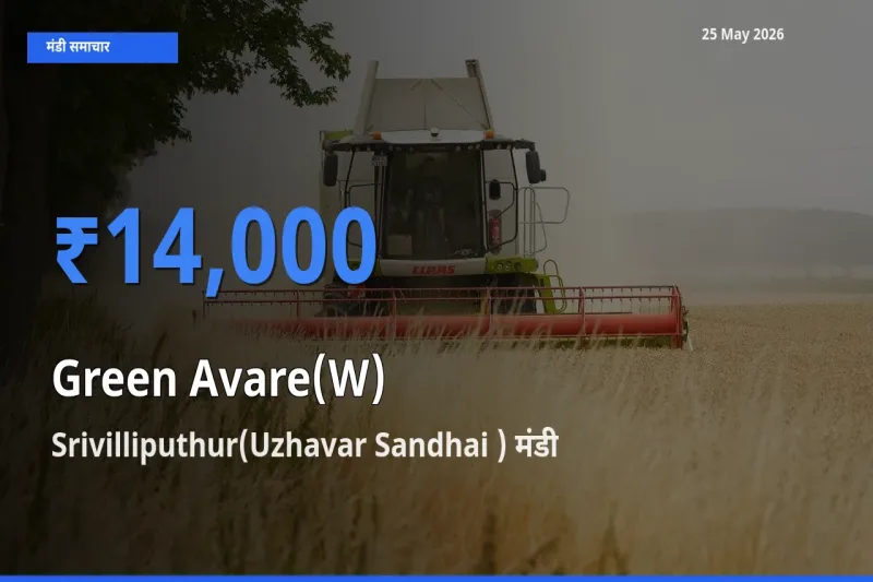 टॉप मंडी बना Srivilliputhur(Uzhavar Sandhai )! हरी सेम के सबसे ऊँचे दाम यहीं दर्ज