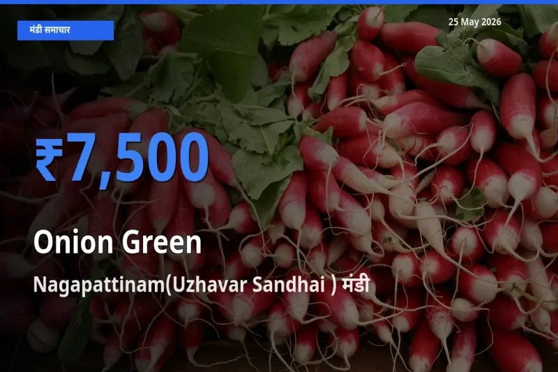 आज प्याज हरा के सबसे ऊँचे दाम ₹7,500 Nagapattinam(Uzhavar Sandhai ) मंडी में