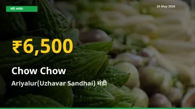 किसानों के लिए खुशखबरी! Ariyalur(Uzhavar Sandhai) में चाउ चाउ के दाम रिकॉर्ड स्तर पर