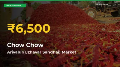 Fresh Record! Chow Chow Price Climbs to New High in Ariyalur(Uzhavar Sandhai)