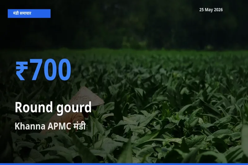 Khanna APMC में गोल लौकी का आज सबसे ऊँचा भाव
