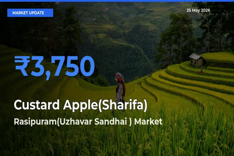 Rasipuram(Uzhavar Sandhai ) Leads as Top Mandi for Custard Apple(Sharifa) Prices
