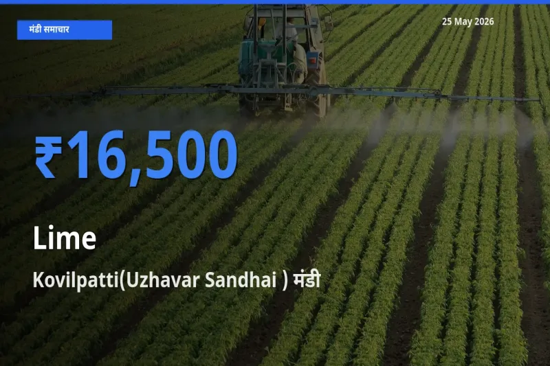 25 May अपडेट: नींबू के सबसे ऊँचे दाम Kovilpatti(Uzhavar Sandhai ) मंडी में