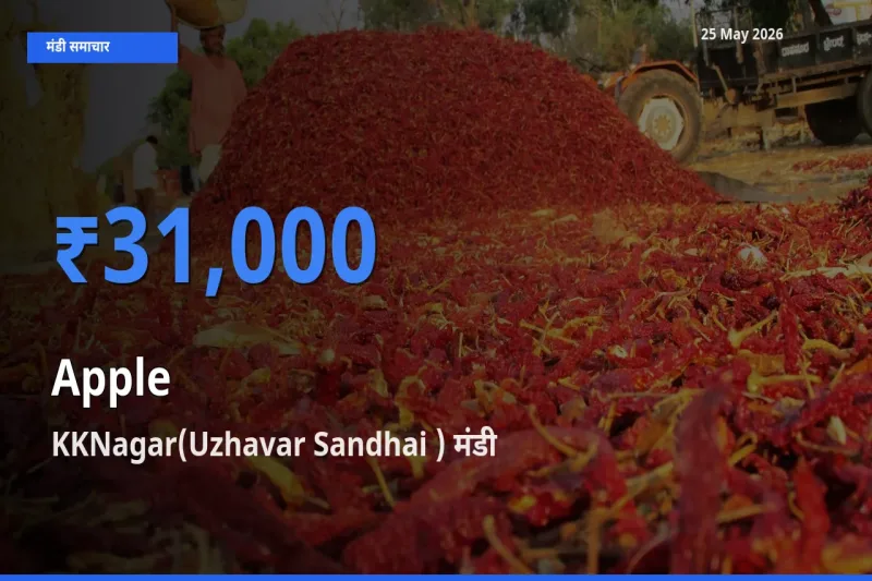 आज सेब के सबसे ज़्यादा दाम KKNagar(Uzhavar Sandhai ) मंडी में दर्ज