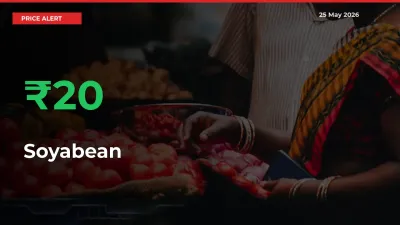 Soyabean Prices Rise 20.11% in a Day at Major Mandis