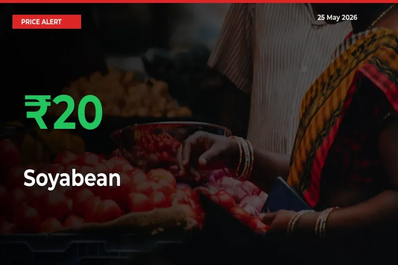 Soyabean Prices Rise 20.11% in a Day at Major Mandis