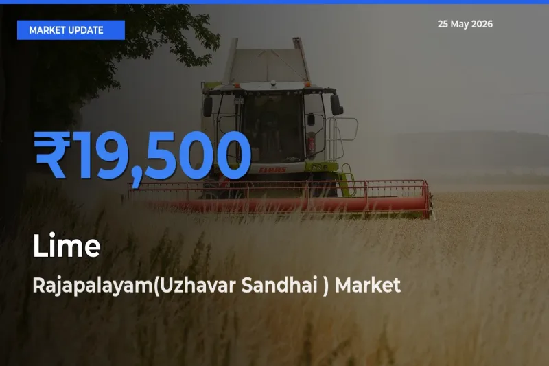 Top Performer! Rajapalayam(Uzhavar Sandhai ) Offers Best Lime Price Today