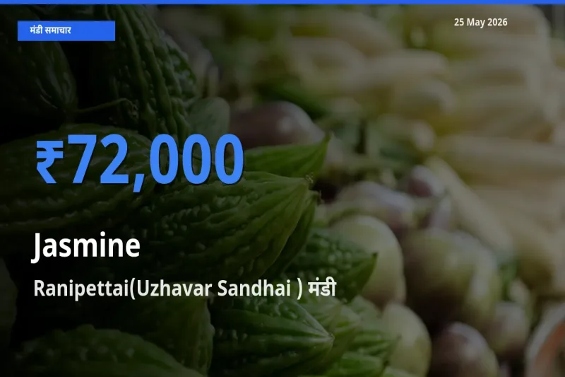 Ranipettai(Uzhavar Sandhai ) में चमेली का आज सबसे ऊँचा भाव