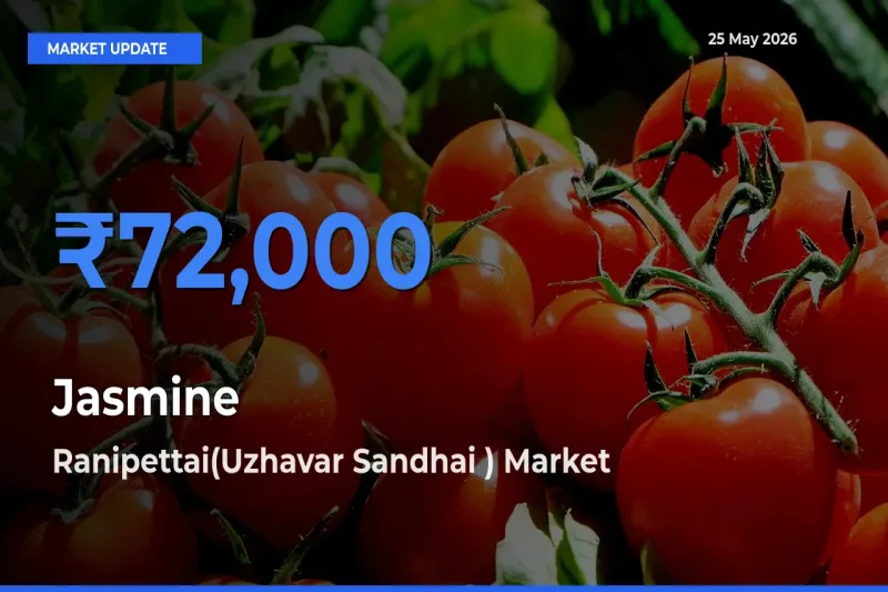 Top Performer! Ranipettai(Uzhavar Sandhai ) Offers Best Jasmine Price Today